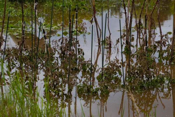 Flood damage done to tomato plants standing in the water