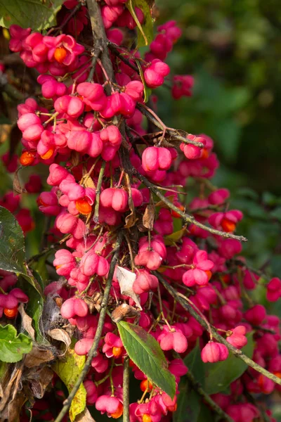 Ljusa Unika Rosa Blommor Med Frukter Spindelbuske Även Kallad Euonymus — Stockfoto