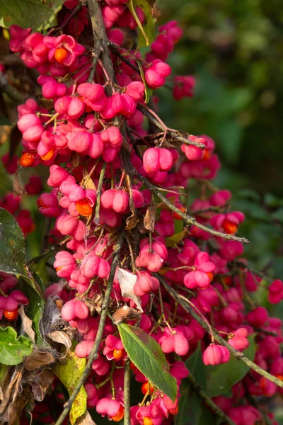 Jasne Unikalne Różowe Kwiaty Owocami Krzewu Wrzeciona Zwanego Również Euonymus — Zdjęcie stockowe