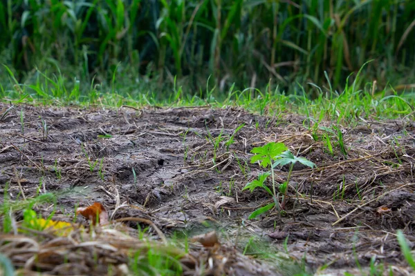 Traces Pneus Machines Créant Boue Dans Herbe — Photo