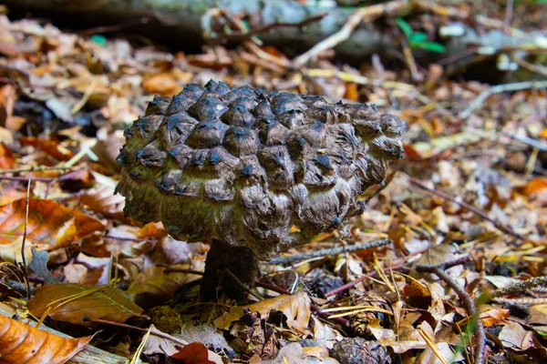 森林蘑菇的一位老人的近身特写 也被称为Strobilaceus — 图库照片