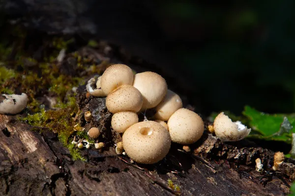 Close Van Peervormige Papegaaibal Ook Wel Apioperdon Pyriforme Genoemd — Stockfoto