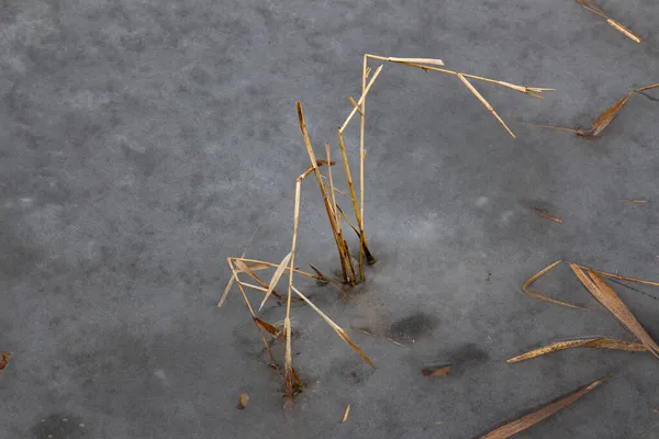 冬日里 湖中结冰 草丛干枯 — 图库照片
