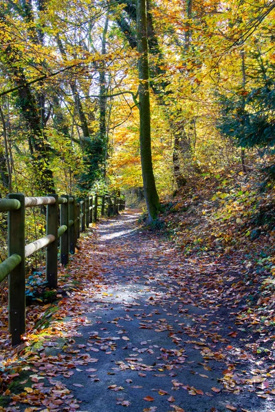 Sentiero Con Ringhiera Nella Foresta Autunnale — Foto Stock