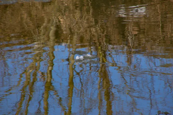 Eisscholle Treibt Einen Fluss Hinunter — Stockfoto