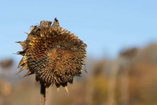 Close Dead Dry Sunflower Clear Blue Sky — Stock Photo, Image