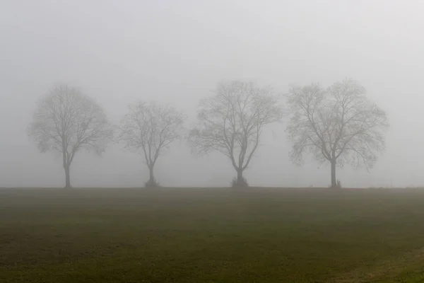 Четыре Силуэта Деревьев Стоят Ряд Утреннем Тумане — стоковое фото