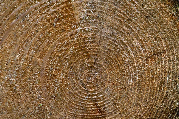 Texture Fond Tronc Arbre Coupé Motif Anneau Grain Bois — Photo