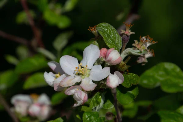 Zblízka Jablečných Květů Větvi Jabloně — Stock fotografie