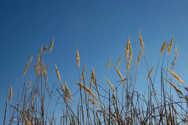 Beige Feather Reed Grass Blue Sky — Stock Photo, Image