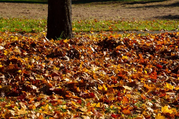 Herbstblätter Unter Einem Baum — Stockfoto