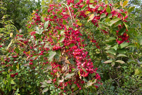 紡錘状ブッシュの果実を持つ明るいユニークなピンクの花は Euonyus Europaeusまたはヨーロッパの紡錘木とも呼ばれます — ストック写真