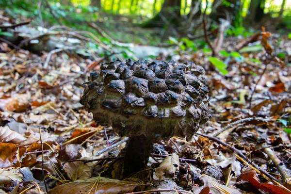 Close Velho Homem Floresta Cogumelo Também Chamado Strobilomyces Strobilaceus — Fotografia de Stock