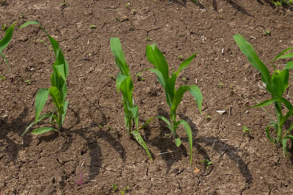 Young Corn Seedlings Sunny Day — Stock Photo, Image