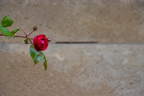 Rote Rose Vor Sandstein Bokeh Wand Mit Kopierraum — Stockfoto
