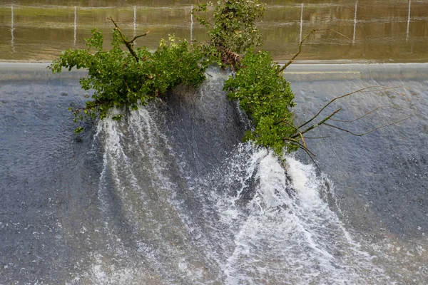 Tronco Árbol Cubierto Hiedra Colgando Vertedero — Foto de Stock