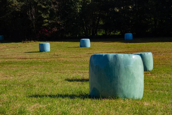 Rouleaux Foin Enveloppés Dans Plastique Vert — Photo