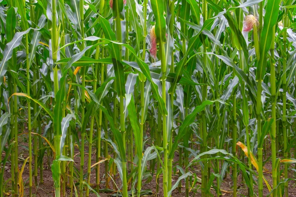 Close Corn Field — Stock Photo, Image