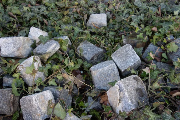 前景に焦点を当てたツタの植物の間の地面に横たわる緩やかな石畳 — ストック写真