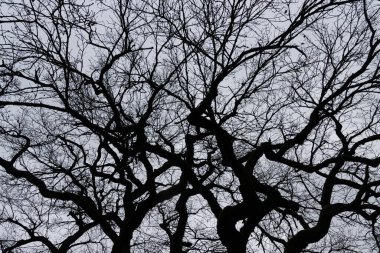 Beyaz arka planda izole edilmiş eski bir meşe ağacının çıplak dalları