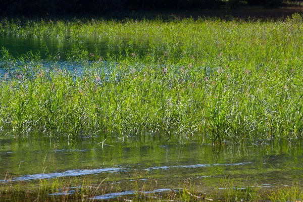 Taze yeşil kamış Bavyera Alplerinde bir göl kıyısında yetişiyor.