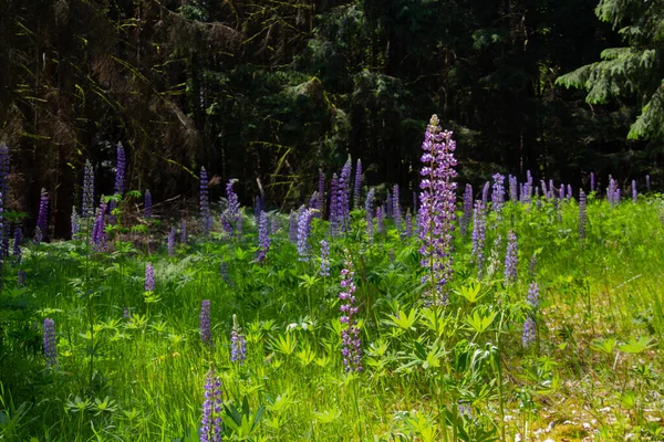 Wild Lupins Growing Forest Clearing — Stock Photo, Image