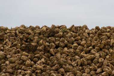 Büyük bir şeker pancarı yığını.