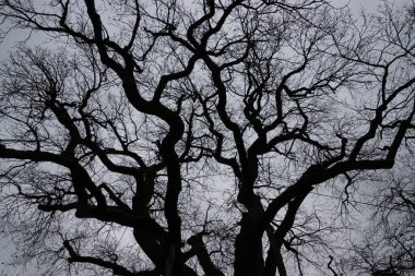 Beyaz arka planda izole edilmiş eski bir meşe ağacının çıplak dalları