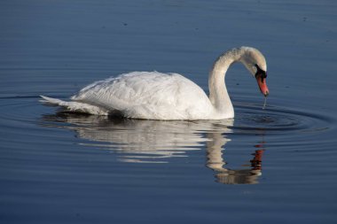 Su yüzeyinde yansıması olan beyaz kuğu ve gagasından damlayan su damlaları.