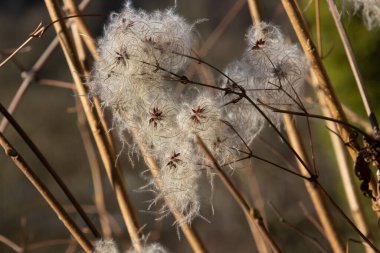 Klematis vitalba olarak da bilinir.