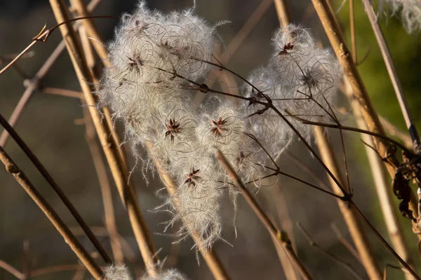 Seed Heads Wild Climatis Also Called Clematis Vitalba — Stock Photo, Image