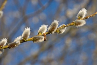 Close up of a branch of a pussy willow covered with melting ice crystals as a symbol for Spring