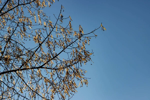 Sementes Uma Tília Isolada Céu Azul Inverno — Fotografia de Stock