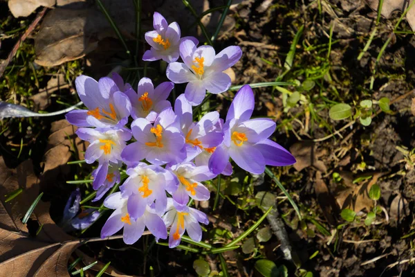 Lila Saffran Krokus Växer Mellan Torra Bruna Blad Även Kallad — Stockfoto