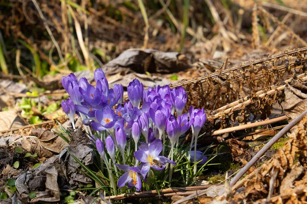 Purple saffron crocus growing between dry brown leaves, also called crocus vernus or Krokus