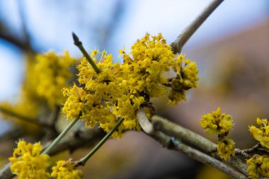 Cornus mas olarak da bilinen kornelian kirazının çiçeğine yakın.
