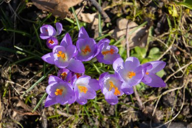 Kuru kahverengi yapraklar arasında yetişen mor safran tarlası, ayrıca crocus vernus veya Krokus olarak da bilinir.
