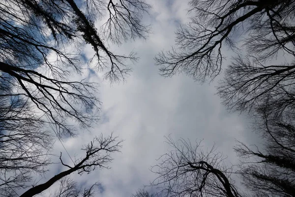 Olhando Para Cima Árvore Morta Com Céu Nublado — Fotografia de Stock