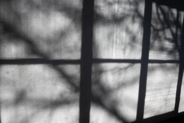 Світло Тінь Старої Віконної Рами Гілки Білій Гранжевій Стіні — стокове фото