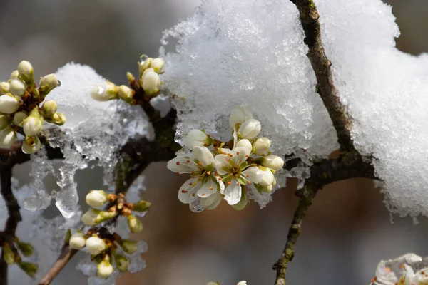 Kar Buzla Kaplı Bir Dikenli Çalılığın Çiçek Tomurcukları — Stok fotoğraf