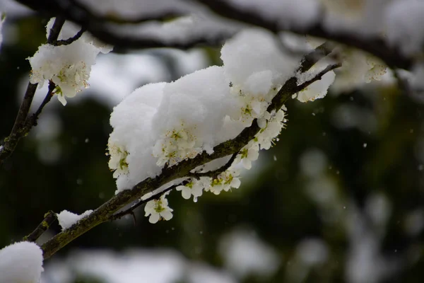 Zblízka Třešňové Květy Pokryté Sněhem — Stock fotografie