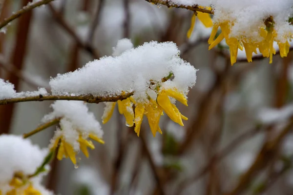 Sarı Forsythia Çiçekleri Karla Kaplı — Stok fotoğraf