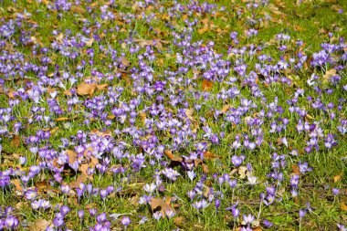 Çimenlerde yetişen mor safran tarlası, diğer adıyla crocus vernus veya Krokus, çiçekli arka plan.