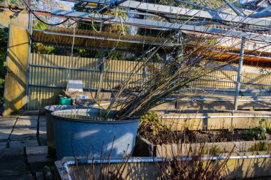 Branches of a pussy willow in a metal tub
