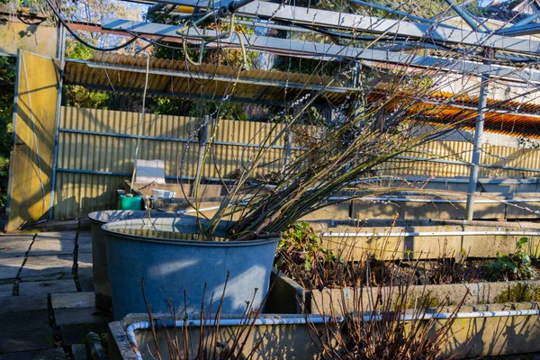 Branches of a pussy willow in a metal tub
