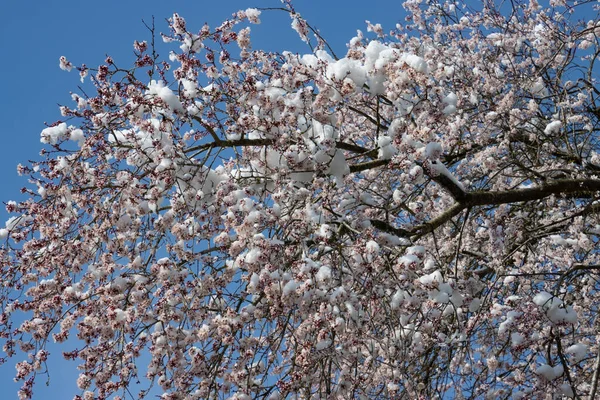 雪で覆われた桜 — ストック写真