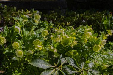 Helleborus Nijer 'in beyaz çiçekleri, ayrıca Lenten Rose veya Nieswurz olarak da bilinir.