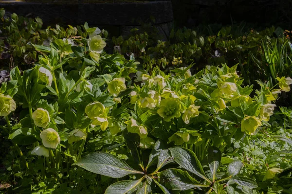 Helleborus Nijer 'in beyaz çiçekleri, ayrıca Lenten Rose veya Nieswurz olarak da bilinir.