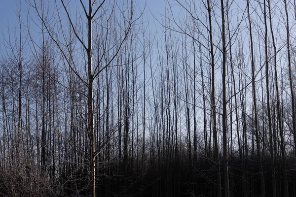 Dikey doğal arkaplan için ince ağaç gövdeleri