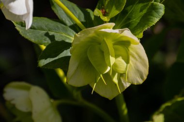 Helleborus Nijer 'in beyaz açan çiçeğini kapatın, ayrıca Lenten Rose veya Nieswurz olarak da bilinir.